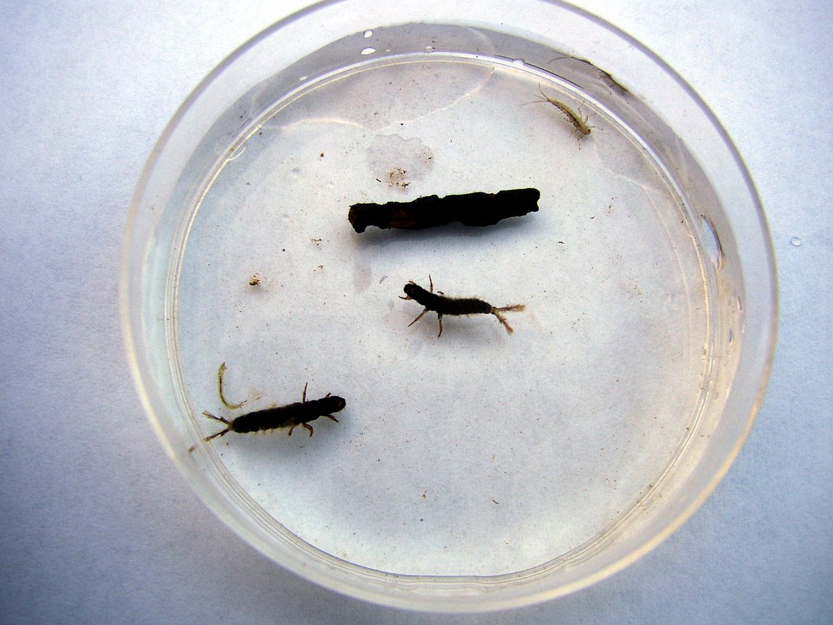 2011 11 Macrofaune benthique St Léger 06